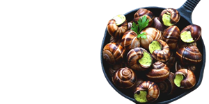 Bild von 6 Stück Achatschnecken